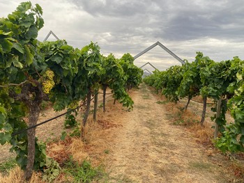 Table grapes in Swan Valley vineyard